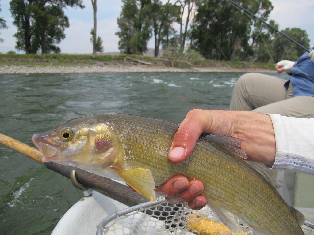 Yellowstone River whitefish near Grey Bear 27/713. Don't need the diary for this one...yet! 