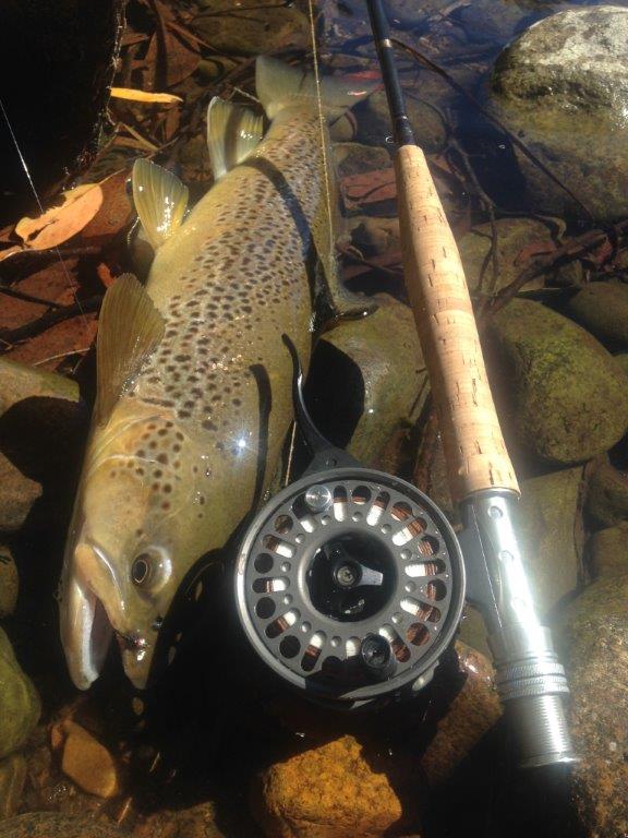 A more conventional catch during the superb autumn river fishing we've enjoyed.