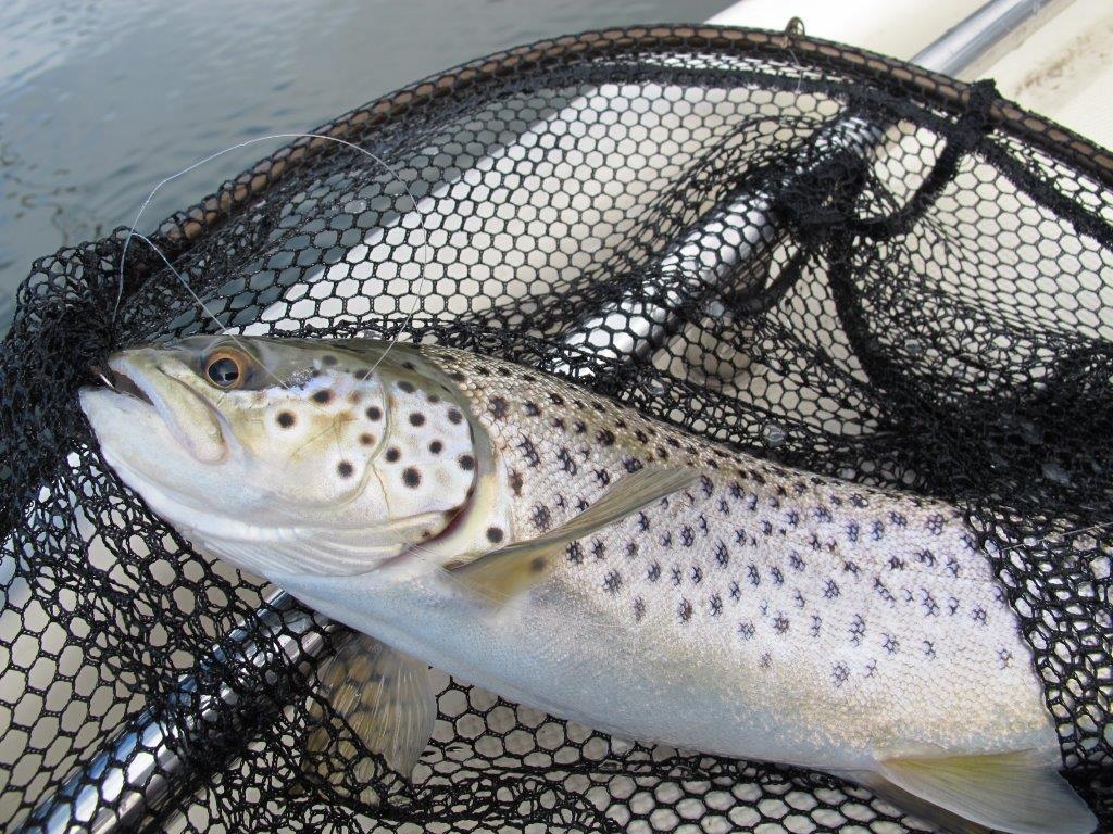 The key to Toolondo's continuation as a fishery is it holding enough water for trout to survive the hot Wimmera summer. 