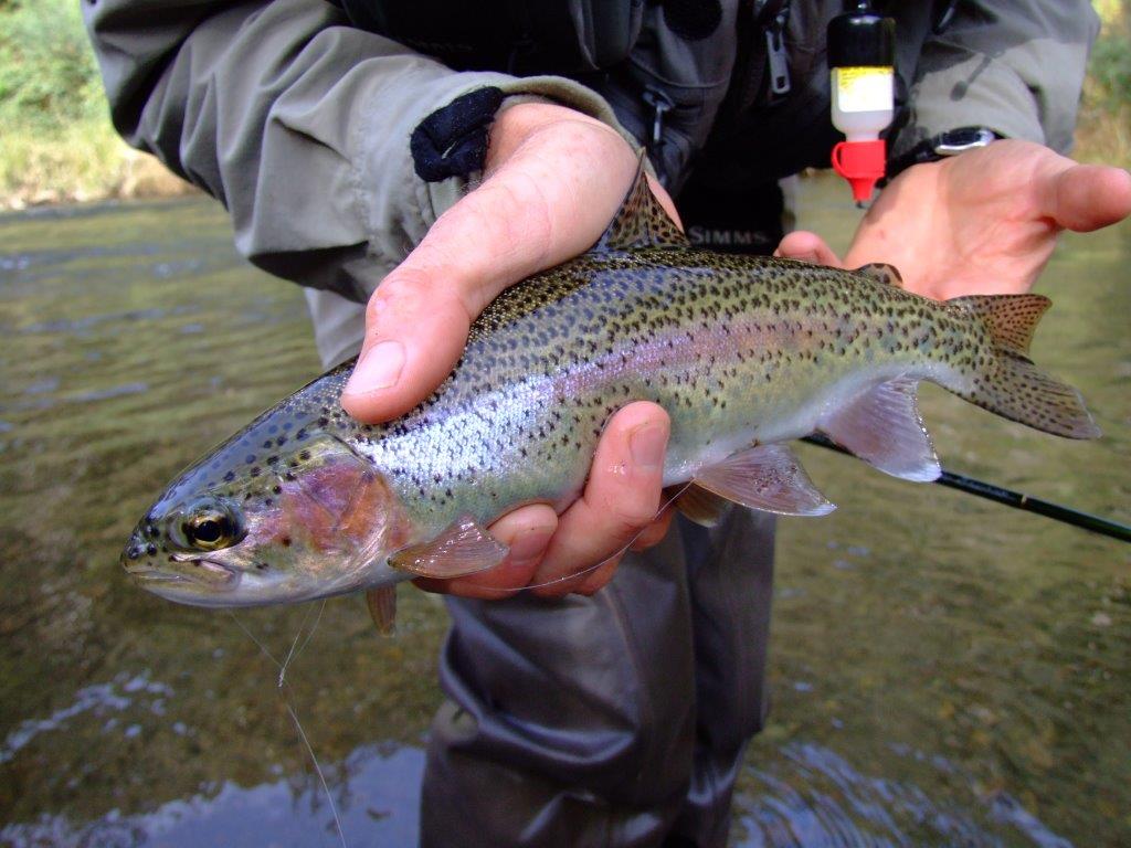 Wanted: more wild Howqua rainbows like this one. But what's the best way to get them?