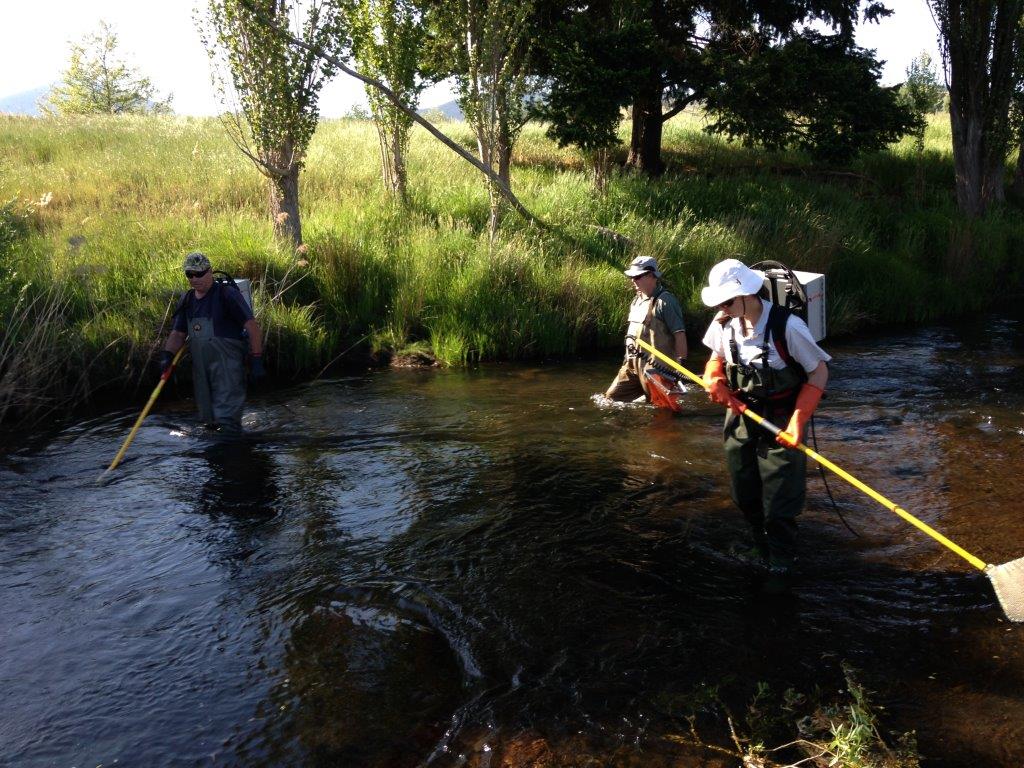 Electrofishing the Delatite for trout to be tagged.   