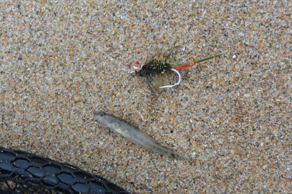 Gudgeon and one of three successful flies - JC's Bream Bugger.