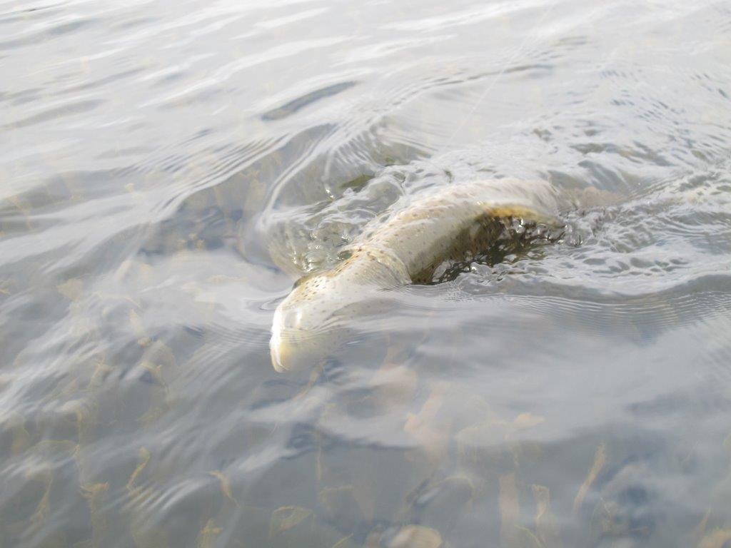 It's always one of flyfishing's highlights when weed turns into a good trout!