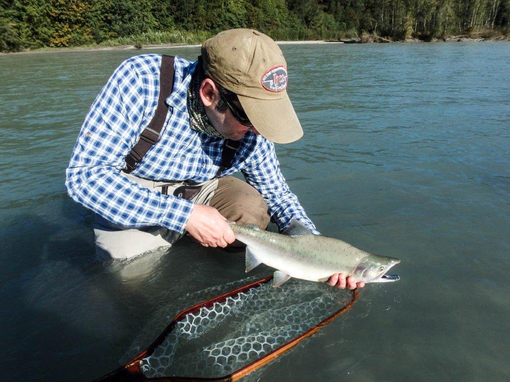 A male pink salmon with distinctive jaw and hump back.