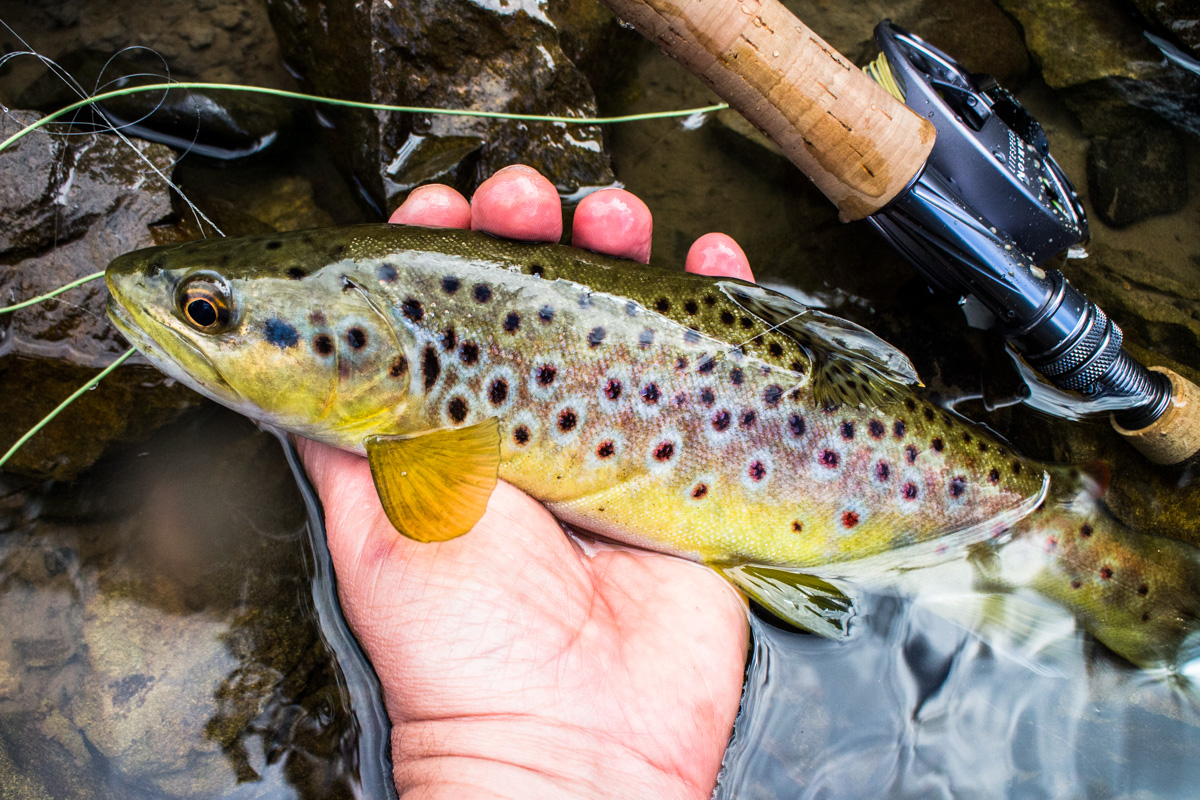 A solid small stream brown.