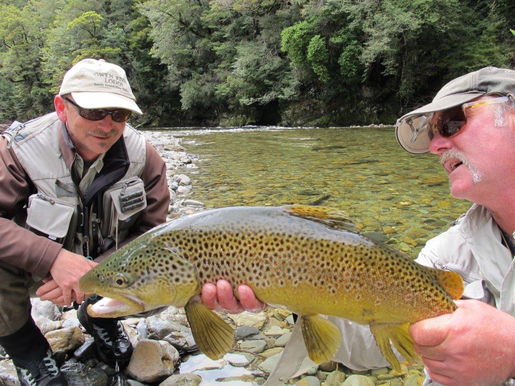 One of the big browns from the north of the South Island.