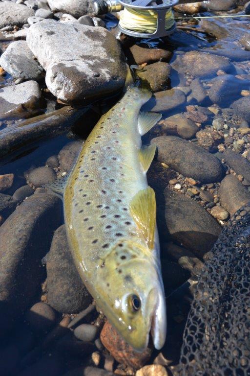 One of several on a big bright fly on a big bright day. 