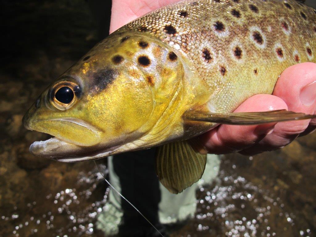 This wild brown trout has only survived by having a healthy love of cover.