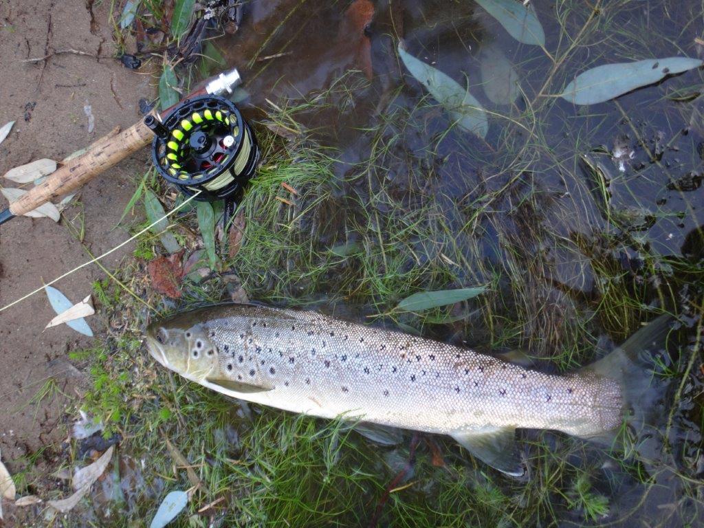 Decent Mitta browns are worth the effort - I think!