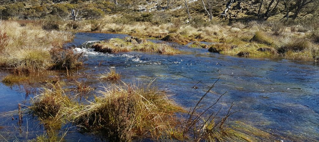 A Nungar Creek tributary running through the grass