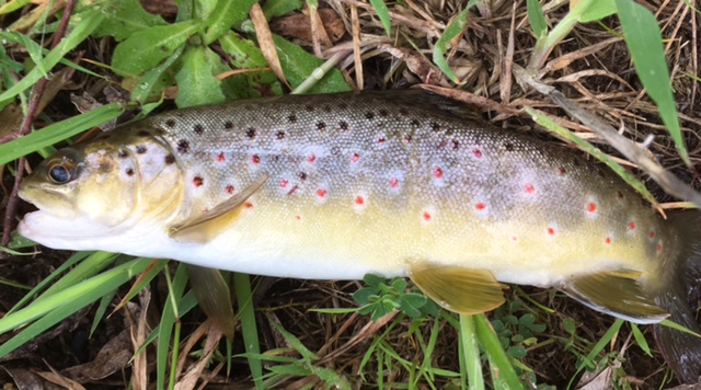 A tubby brown - the trout are obviously on good pasture this season.