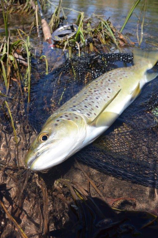 A good wild brown trout from the Delatite safely landed at last!