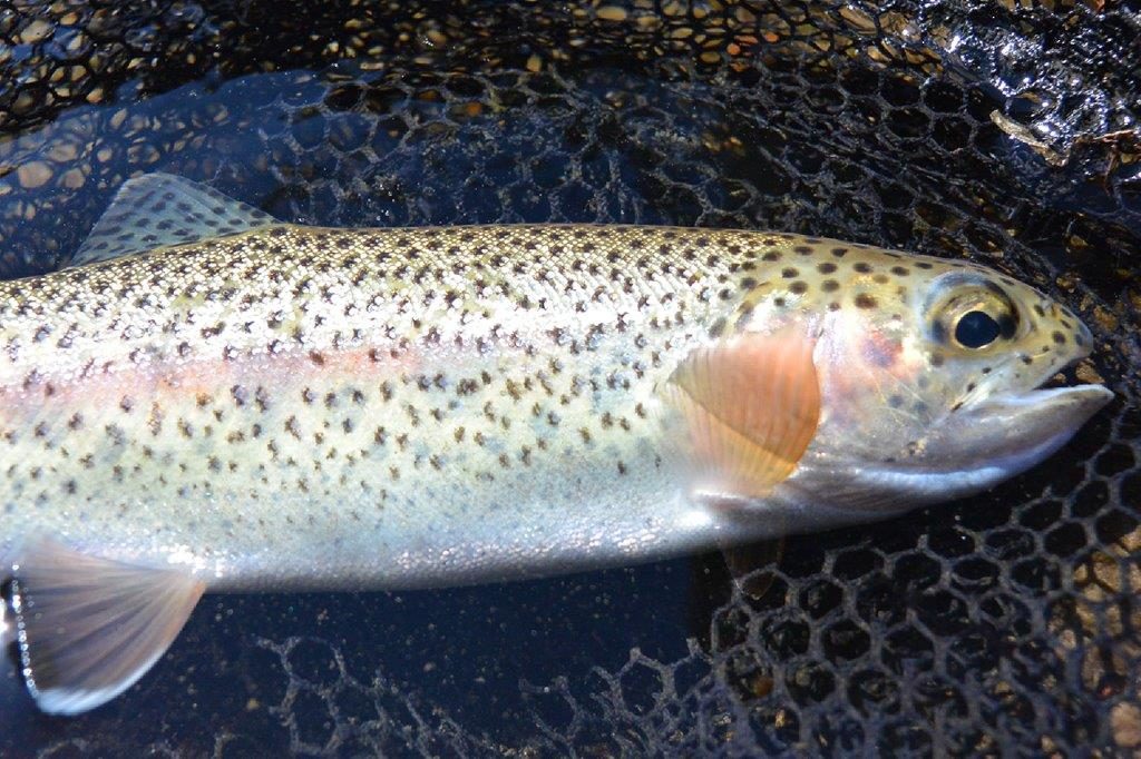 A typical rainbow on the dry.