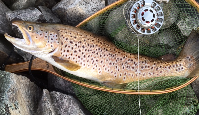 A great Fyans brown.