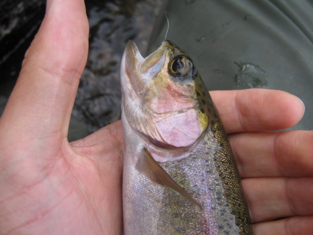 This small rainbow trout, my first fish on the Steavenson, fell for a nymph in a deep back-eddy.