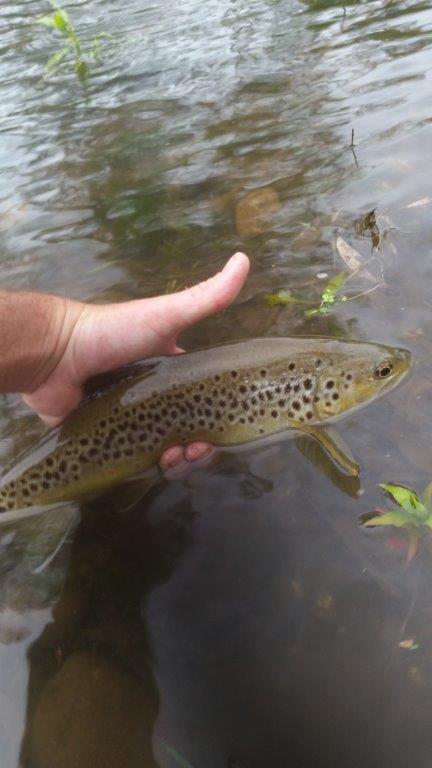 Another nice Goulburn brown on the PTN.