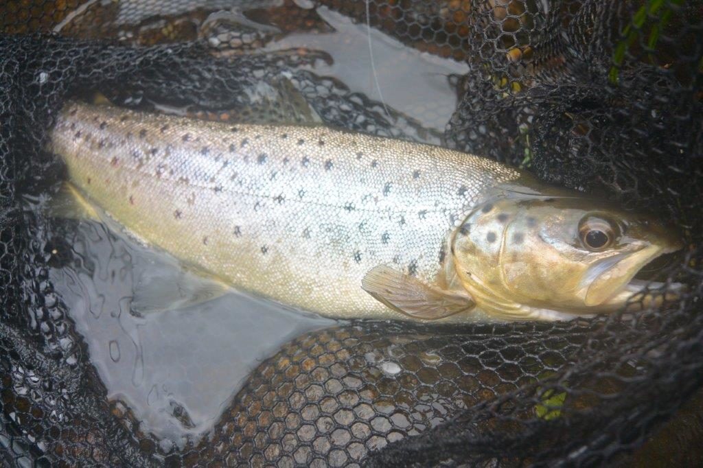 A King River brownie that was rising at the top of a 'cod pool'. 