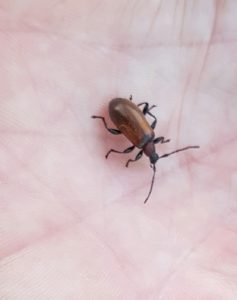 brown-beetle