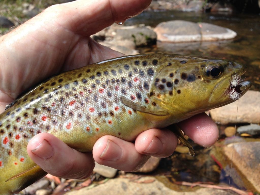 The Royal Wulff is a buggy fly that trout all over the world have eaten for decades. 