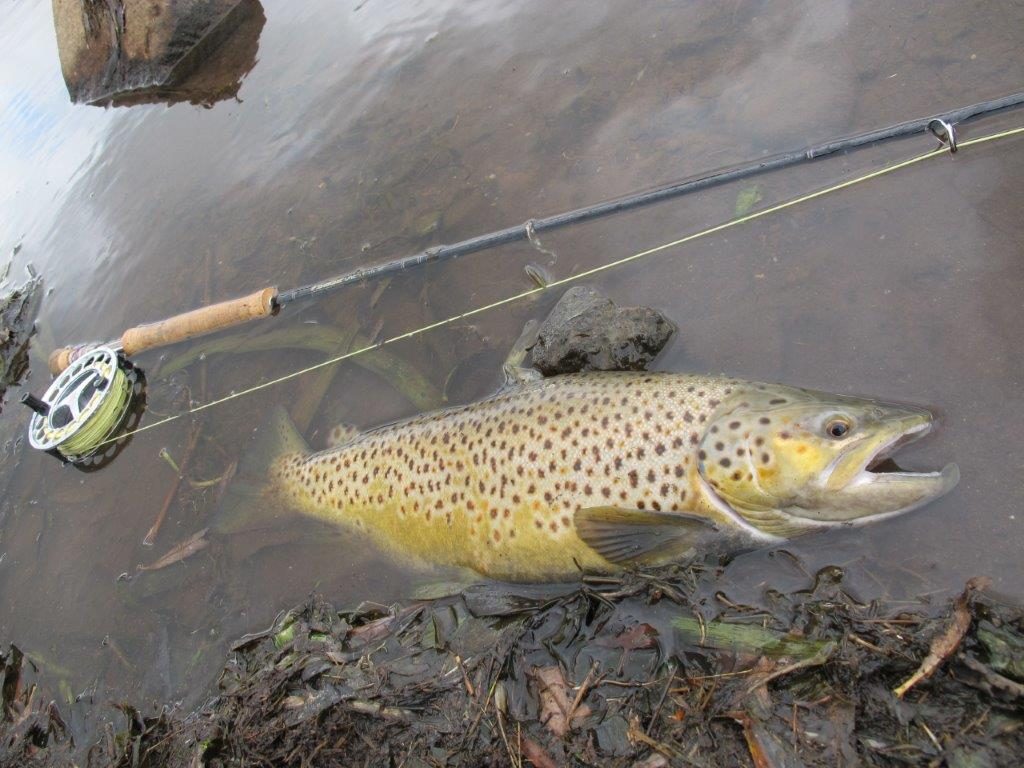 Proposed put-and-grow regulations for Toolondo and Hepburn should see more trout growing on to the size of this Hepburn beauty - instead of being caught and kept as a newly-released yearling. 