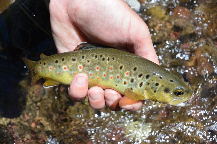 A typical brown from the upper Howqua.