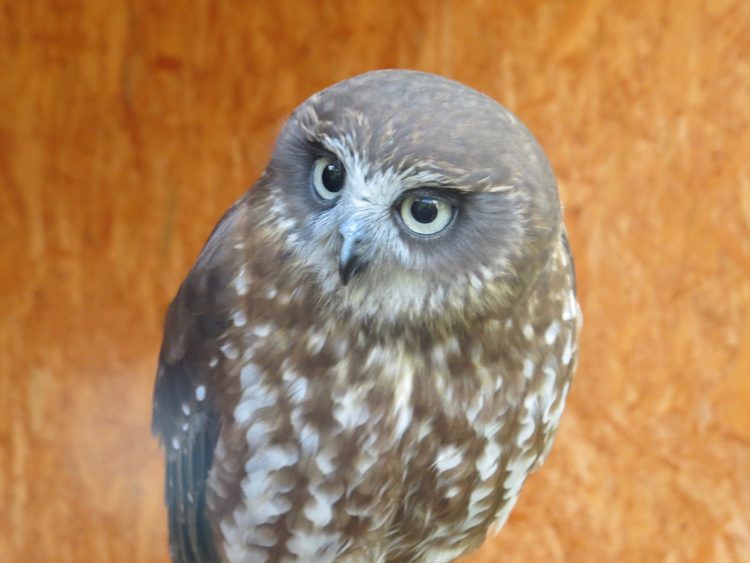 Boobook owl.